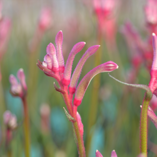 Kangaroo Paw Celebrations 'Valentine'