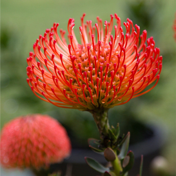 Leucospermum cordifolium