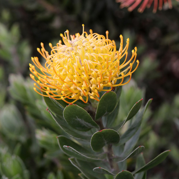 Leucospermum 'Carnival Copper'