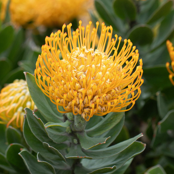 Leucospermum 'Carnival Copper'