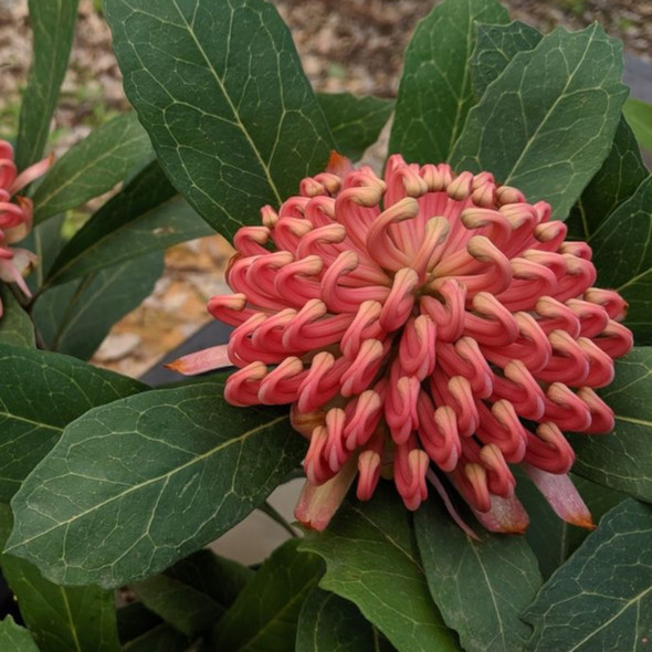 Waratah 'Digger' Telopea