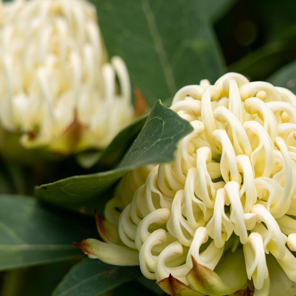 Waratah 'Georgie Girl' Telopea