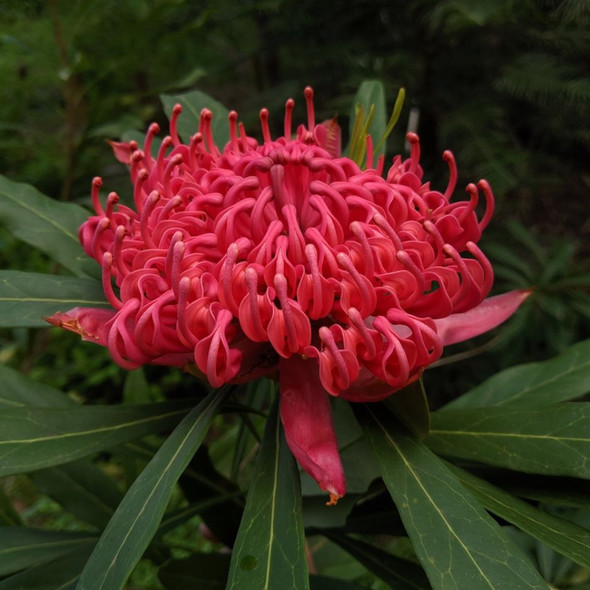Waratah 'Mallee Boy' Telopea