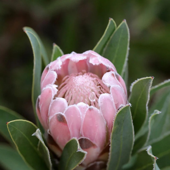 Protea 'Pink Pearl'