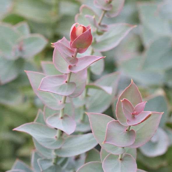 Protea amplexicaulis