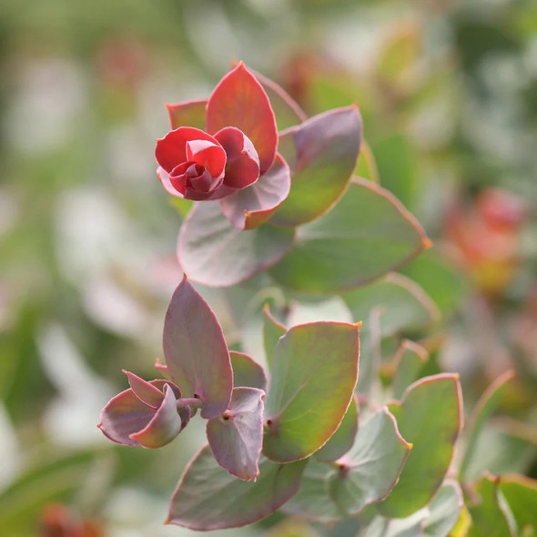 Protea amplexicaulis