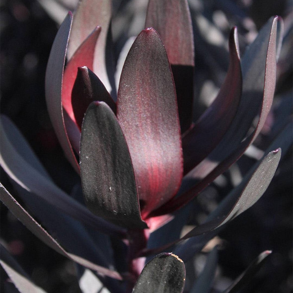 Leucadendron 'Burgundy Sunset'