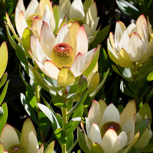 Leucadendron 'Summer Flame'