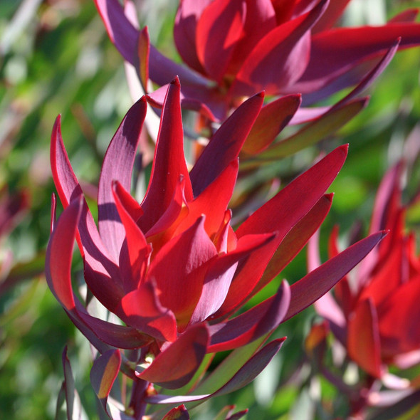 Leucadendron 'Red Devil'