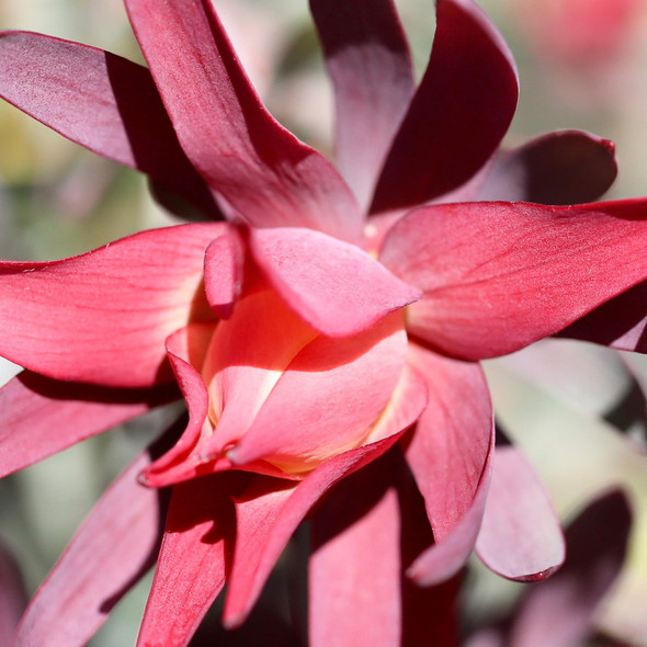 Leucadendron 'Red Devil'