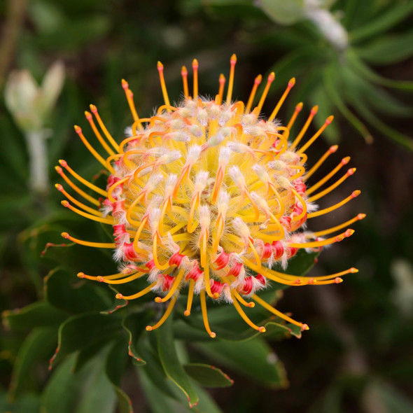 Leucospermum 'Carnival Orange'