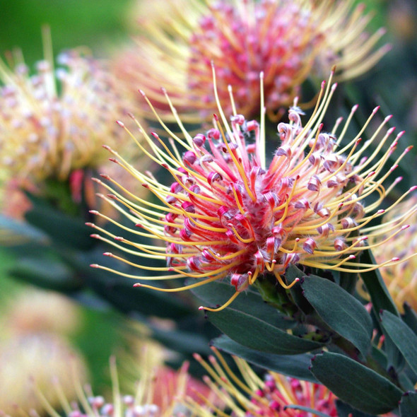 Leucospermum 'Carnival Peach'