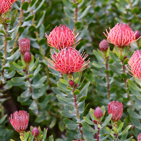 Leucospermum 'Carnival Red'