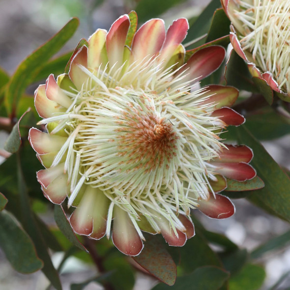 Protea 'White Ruby'