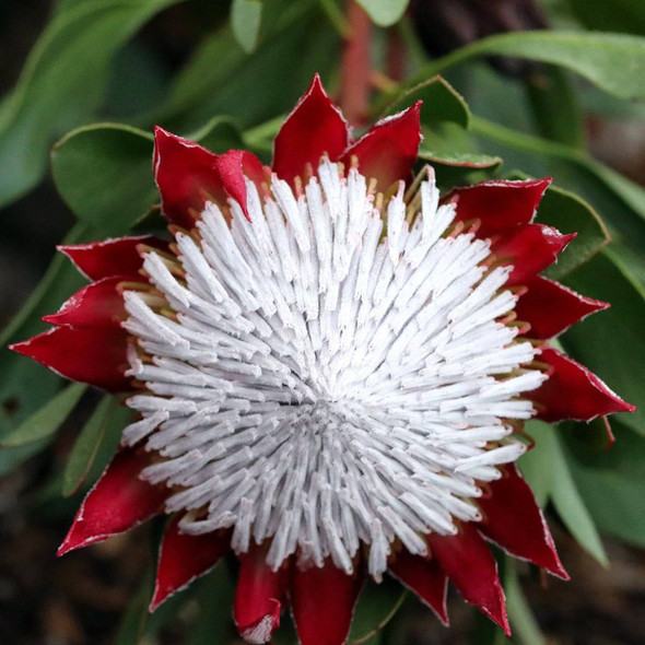 Protea 'Little Prince'