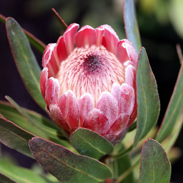 Protea 'Pink Ice'