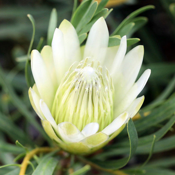 Protea 'Honeyglow'
