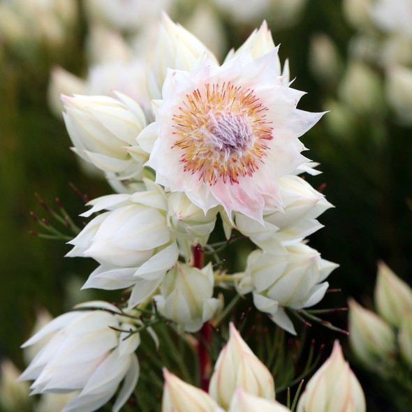 Serruria 'Blushing Bride'