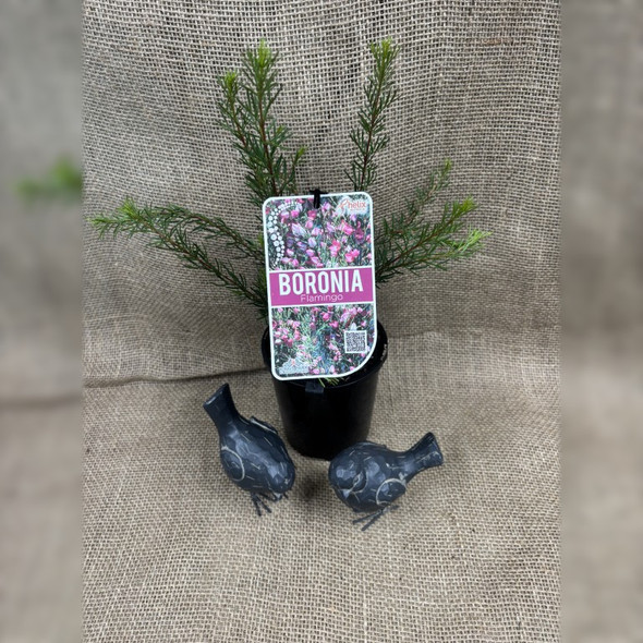 Boronia Flamingo