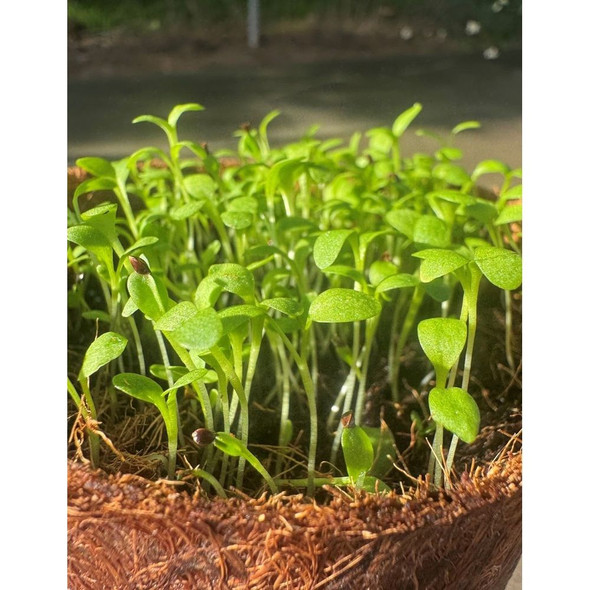 Bean Dwarf Simba Seed Packet