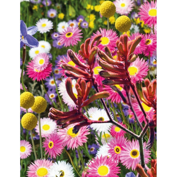 Australian Native Mix Wildflower Seeds Packet