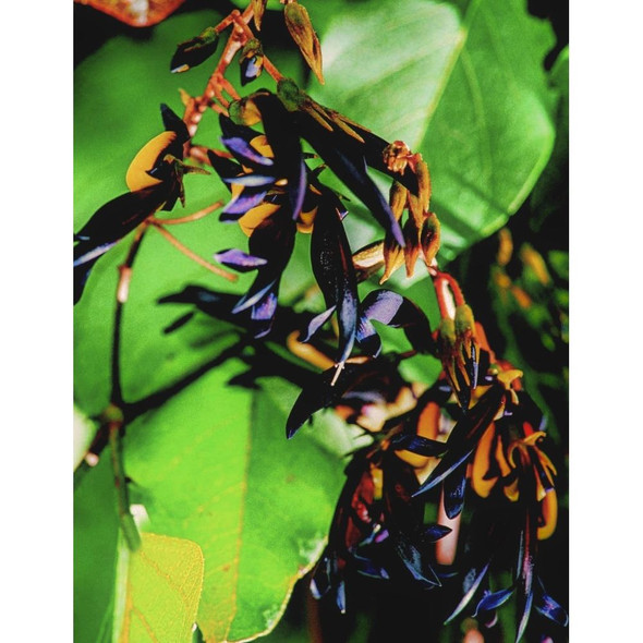Black Coral Pea Wildflower Seeds Packet