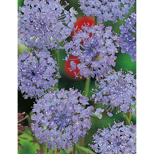 Blue Rottnest Island Daisy Wildflower Seeds Packet