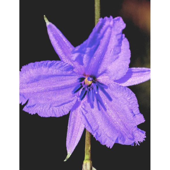 Chocolate Lily Wildflower Seeds Packet