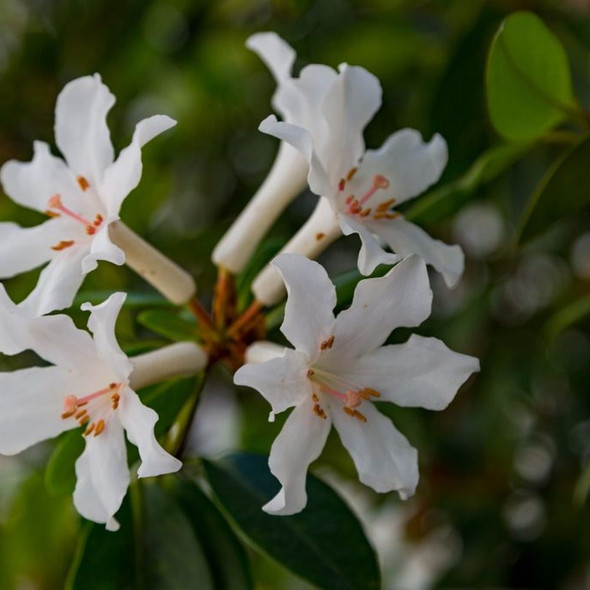 Vireya Rhododendron 'Aravir'