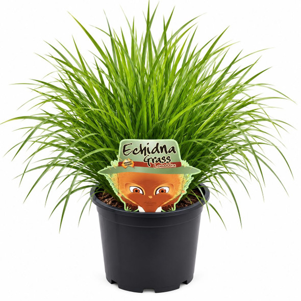Lomandra Echidna Grass