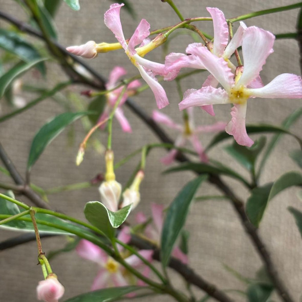 Jasmine Variegated Pink
