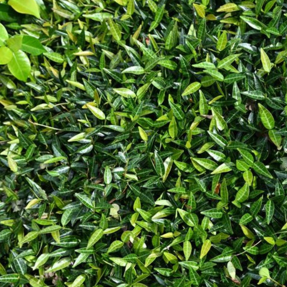 Groundscape Trachelospermum Mini