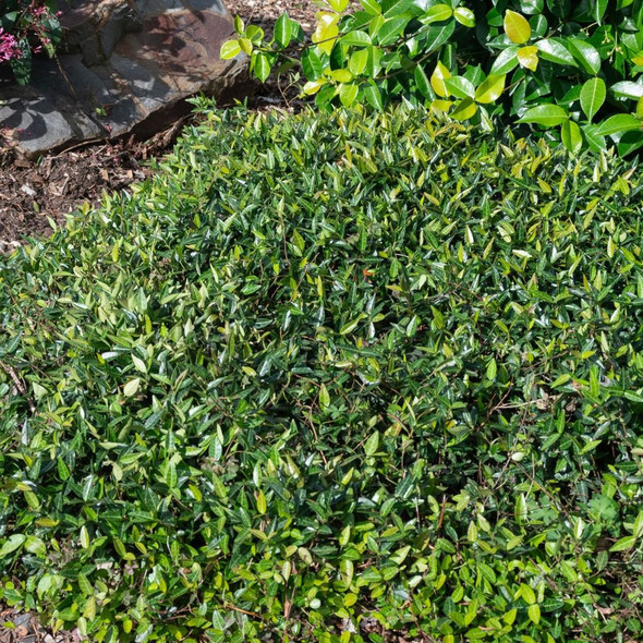 Groundscape Trachelospermum Mini