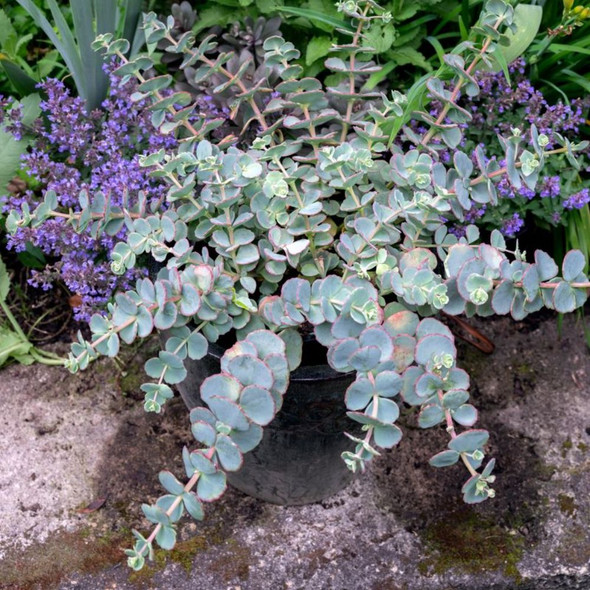 Sedum Dragon