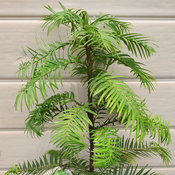 Wollemi Pine