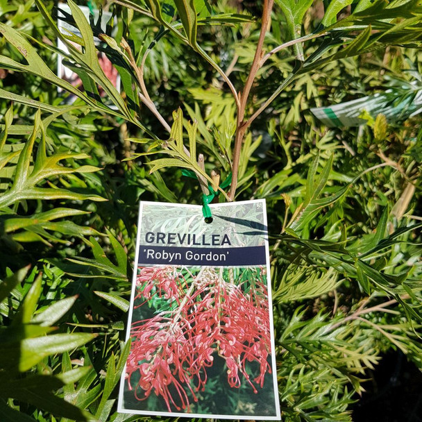 Grevillea Robyn Gordon