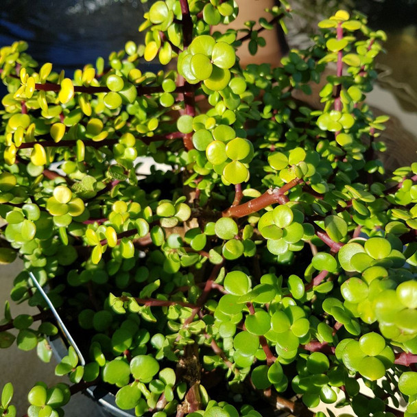 Portulacaria afra