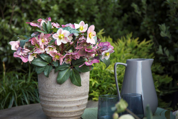 Helleborus 'Angel Glow'
