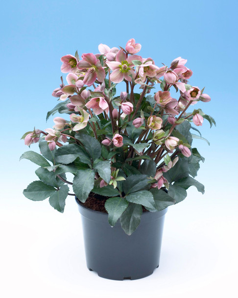 Helleborus 'Angel Glow'