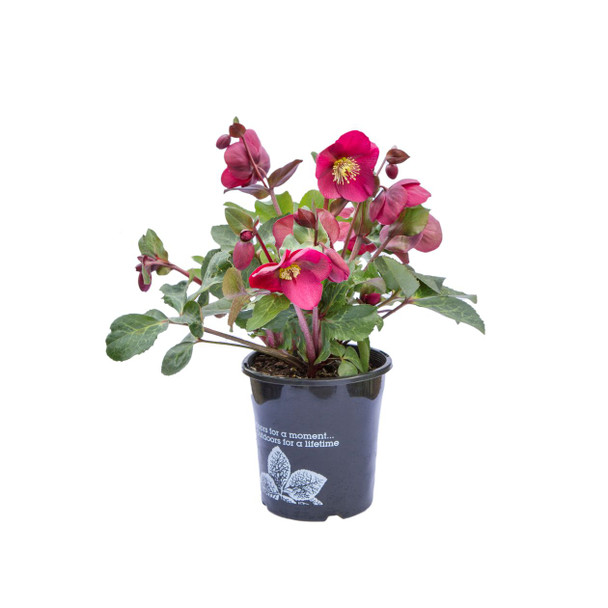 Helleborus 'Annas Red'