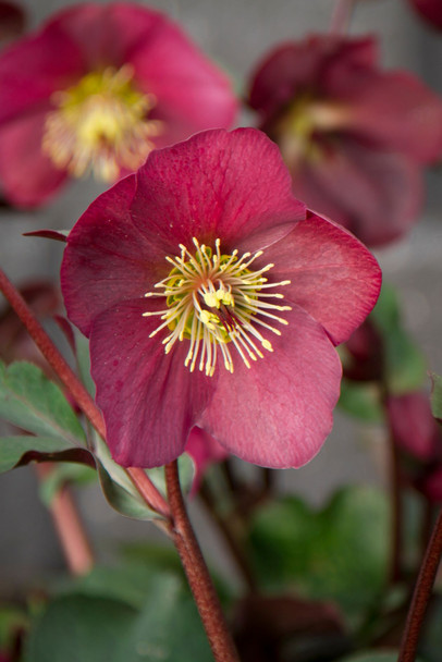 Helleborus 'Annas Red'