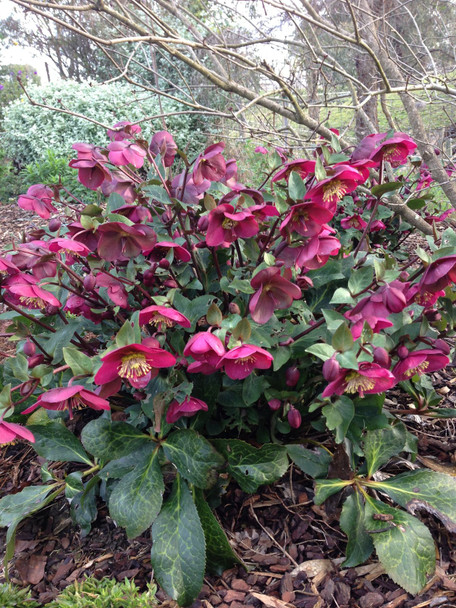 Helleborus 'Annas Red'