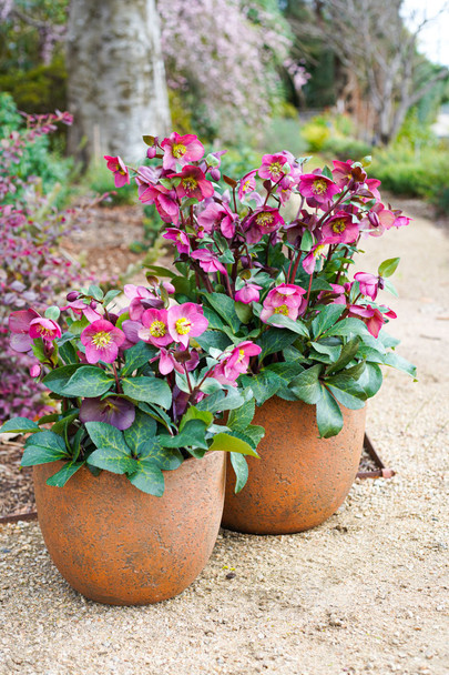 Helleborus 'Annas Red'