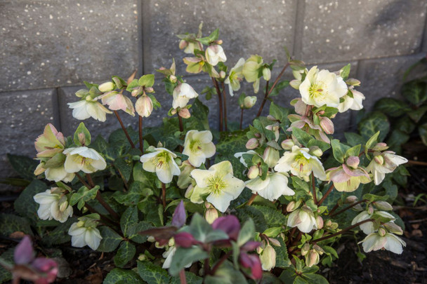 Helleborus 'Molly's White'