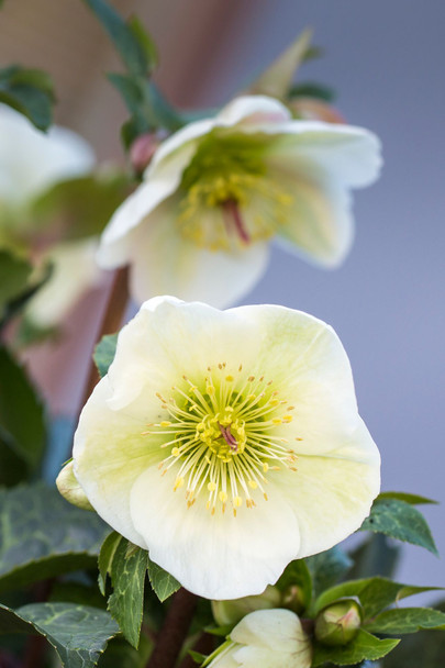 Helleborus 'Molly's White'