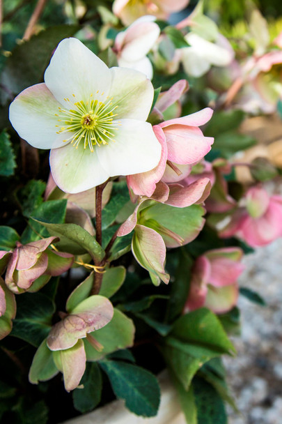 Helleborus 'Molly's White'
