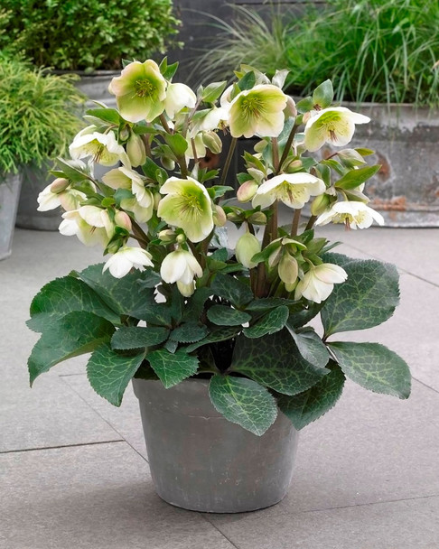 Helleborus 'Molly's White'