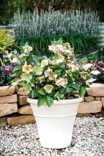 Helleborus 'Molly's White'