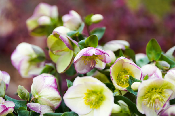 Helleborus 'Sophie's Delight'