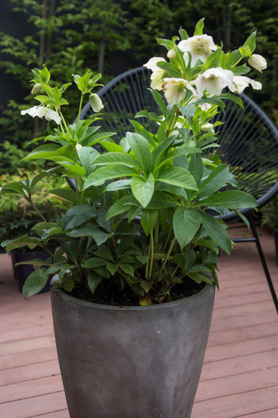 Helleborus 'Tutu White'